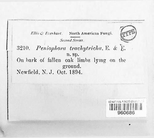 Hyphoderma setigerum image